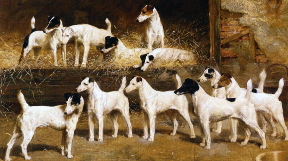 Smooth Fox Terrier