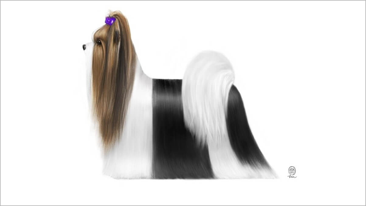 Biewer Terrier in full show coat, showcasing the breed’s signature tricolor beauty.