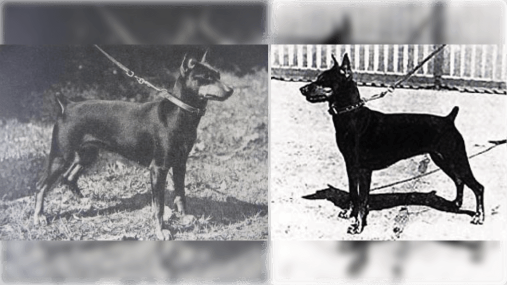 Two combined black and white photos of German Pinschers - (left) Kitty vom Bodestrand – foundation of all modern German Pinschers, and (right) Jutta - 15-3/4-inch Miniature Pinscher bitch used to save the breed from extinction.