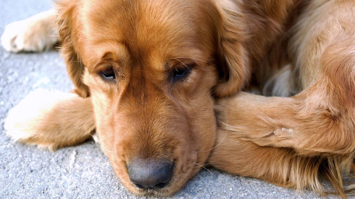 Sad dog look of a Golden Retriever, adopting pet concept.