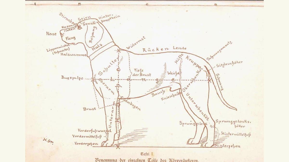 Illustration of a dog from 1897