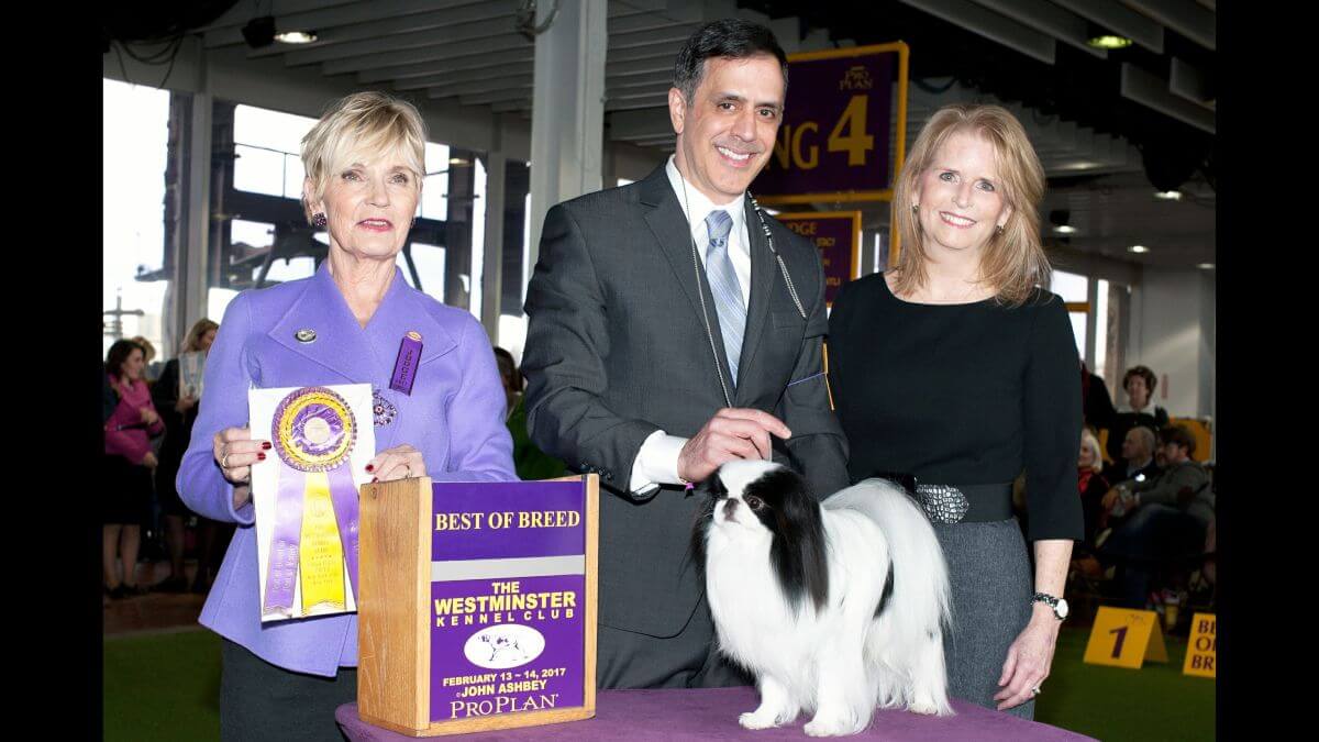 Scott Toney winning best of breed at the Westminster Kennel Club Dog Show with his Japanese Chin
