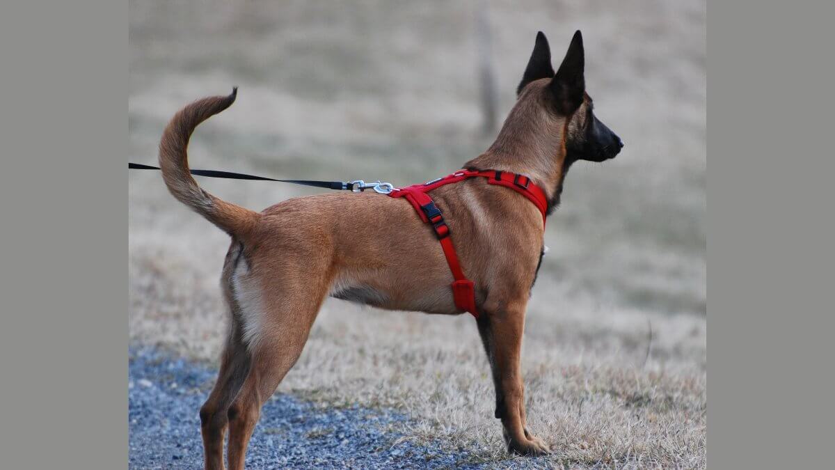 Dog with a harness