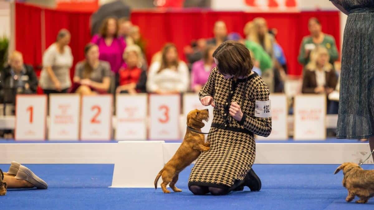 Junior Handler Kyleigh Mingee at a dog show