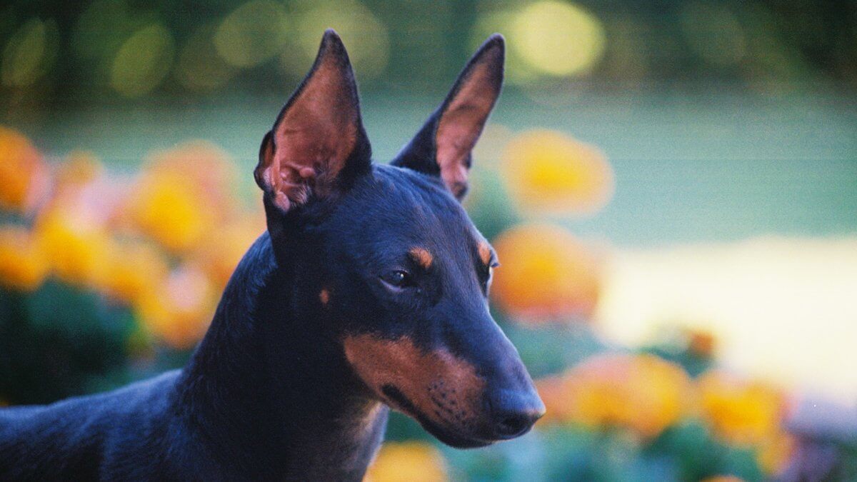 Toy Manchester Terrier