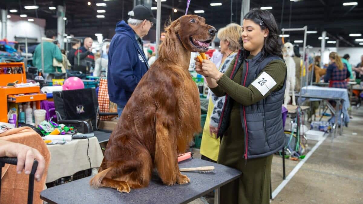 Dog being groomed at the National Dog Show