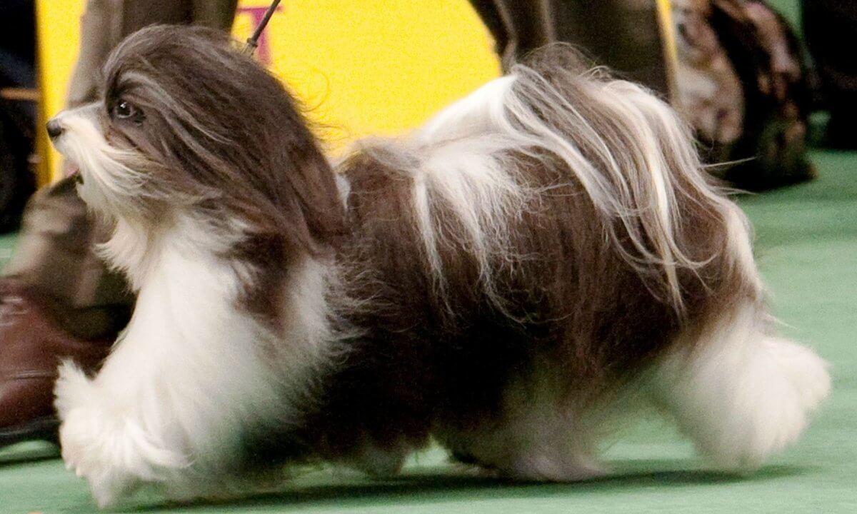 Havanese side gait