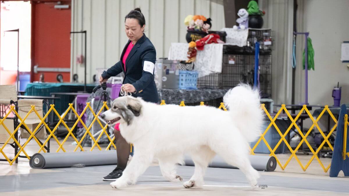 Karen Park in a black suit is walking a large white dog on a leash.