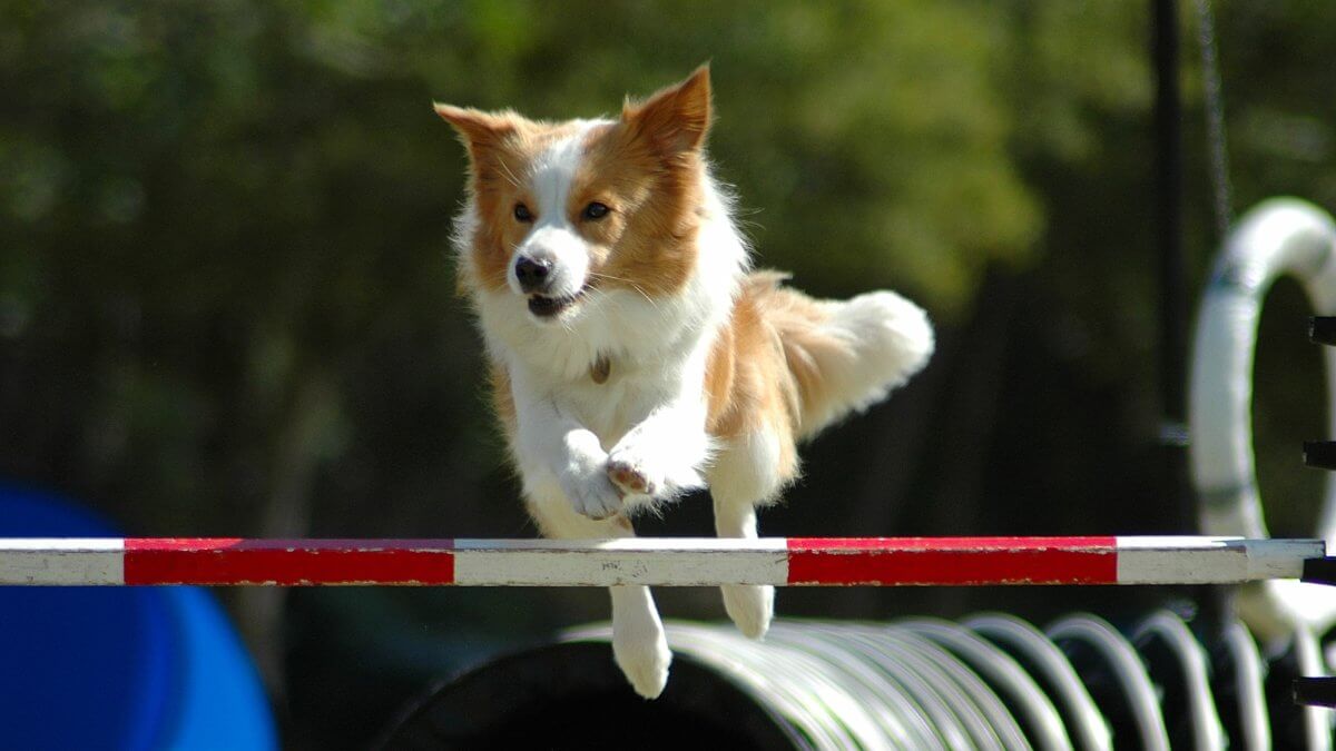 A small little active dog jumping a hurdle having private agility training for an agility sport competition