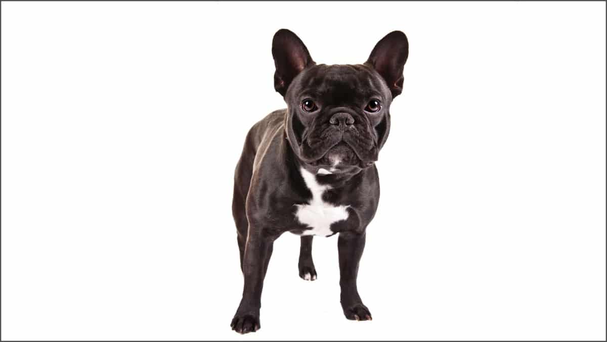 French Bulldog standing on a white background.