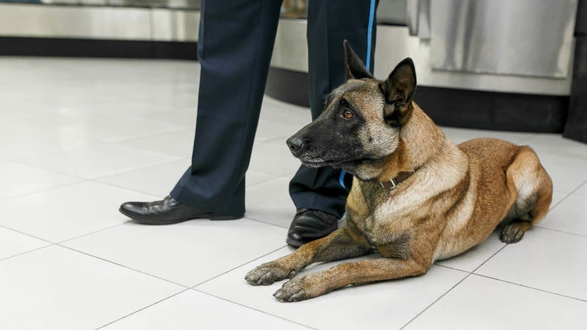 Portrait of detection dog at the airport sits down near customs officer.