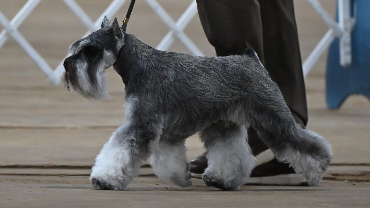 Group IV Terrier Club of Salt Lake 2026 Dog Show