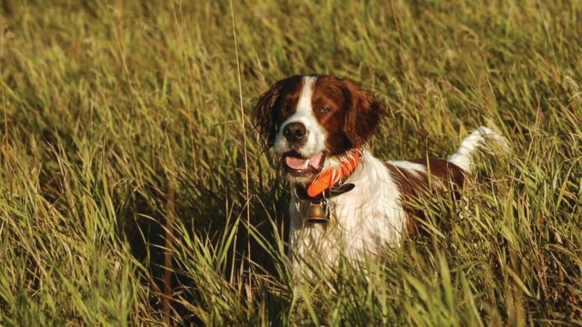 Irish Red and White Setter in the field