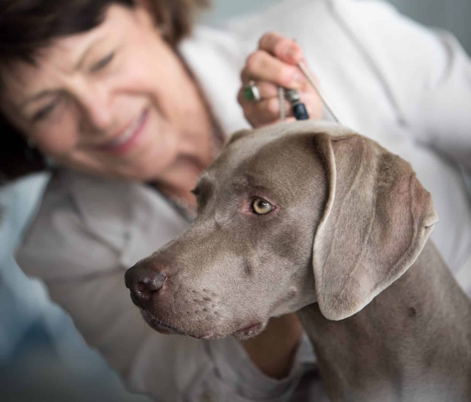 A purebred dog being judged