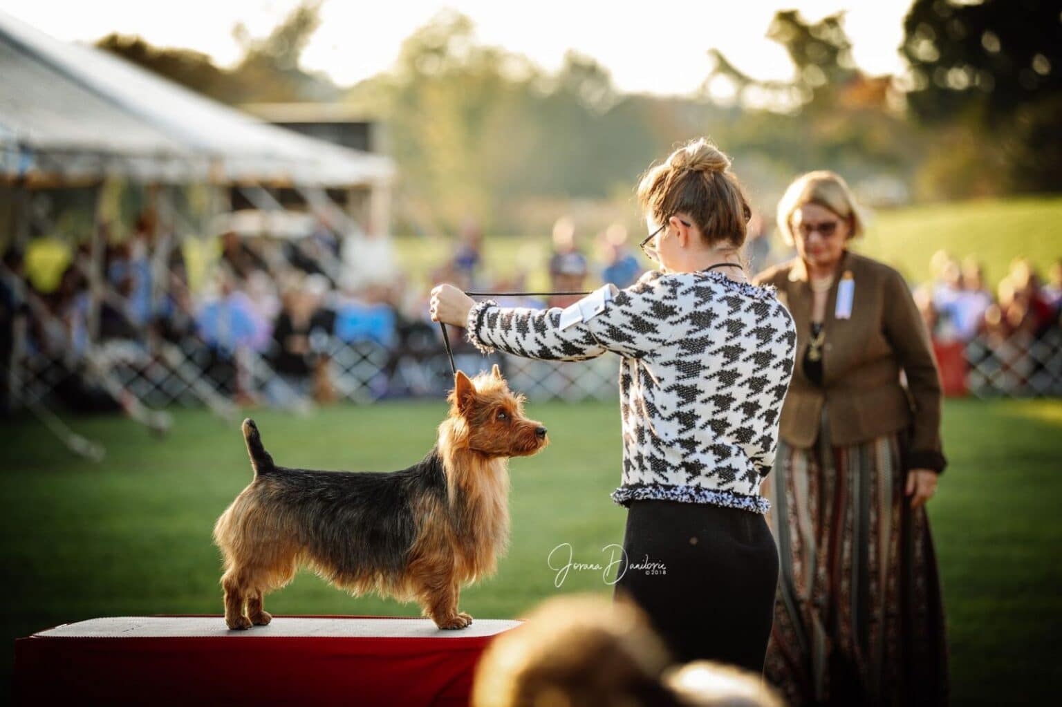 Spectators and exhibitors at a dog show