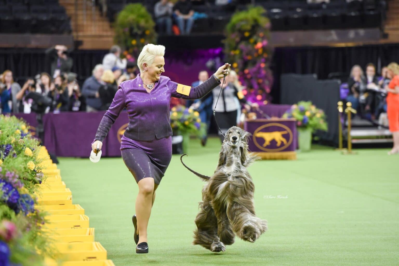 A winning dog with rosettes and trophies