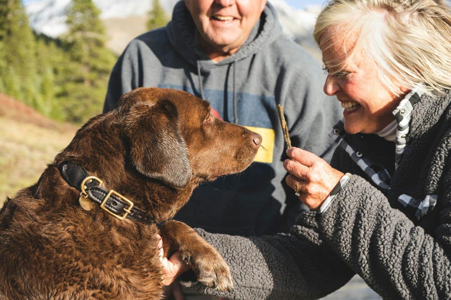 Dogs and their owners at a conformation event