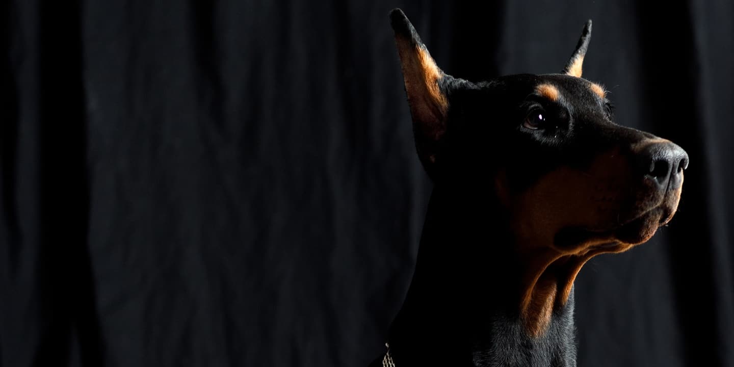A Doberman in profile against a dark backdrop