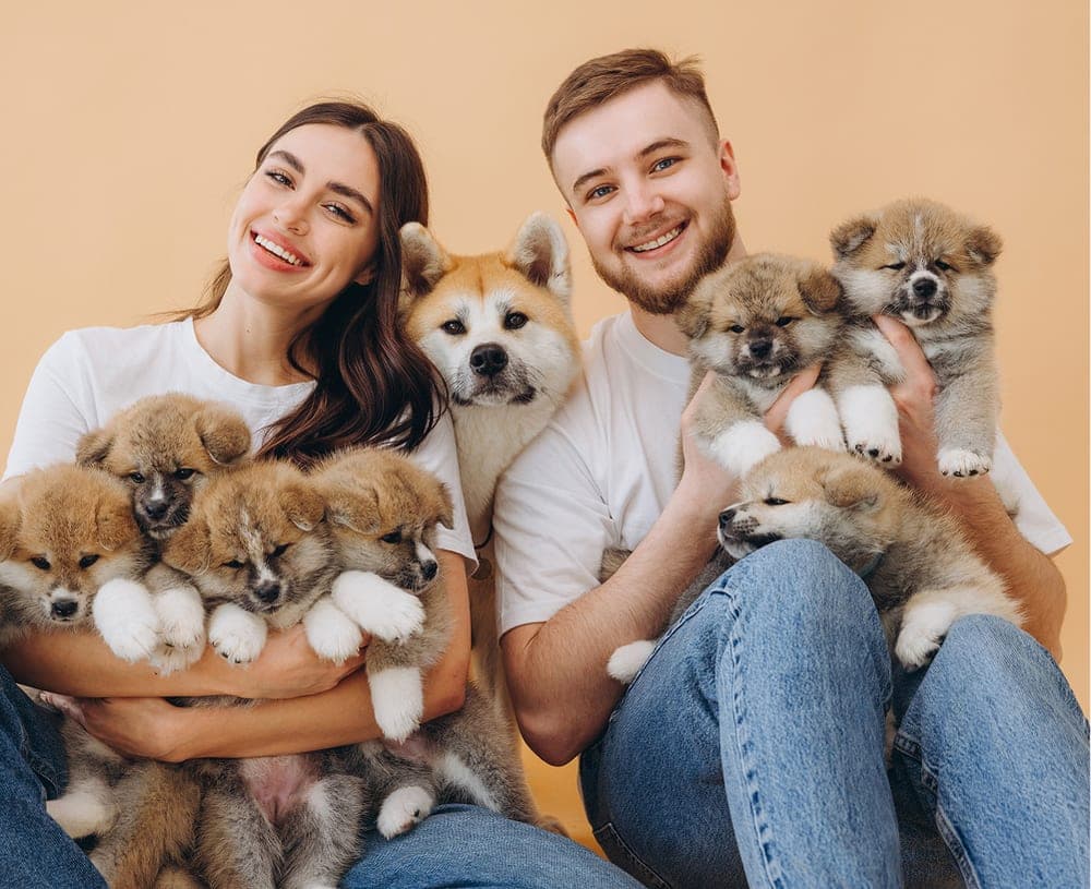 A couple holding a litter of Akita puppies