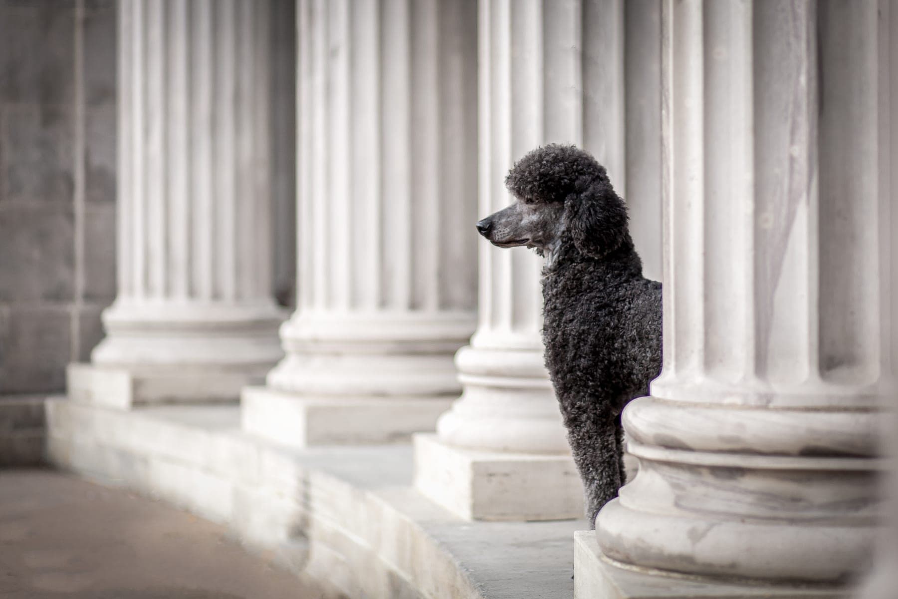 A black Standard Poodle standing in profile beside the stone columns of a classical building