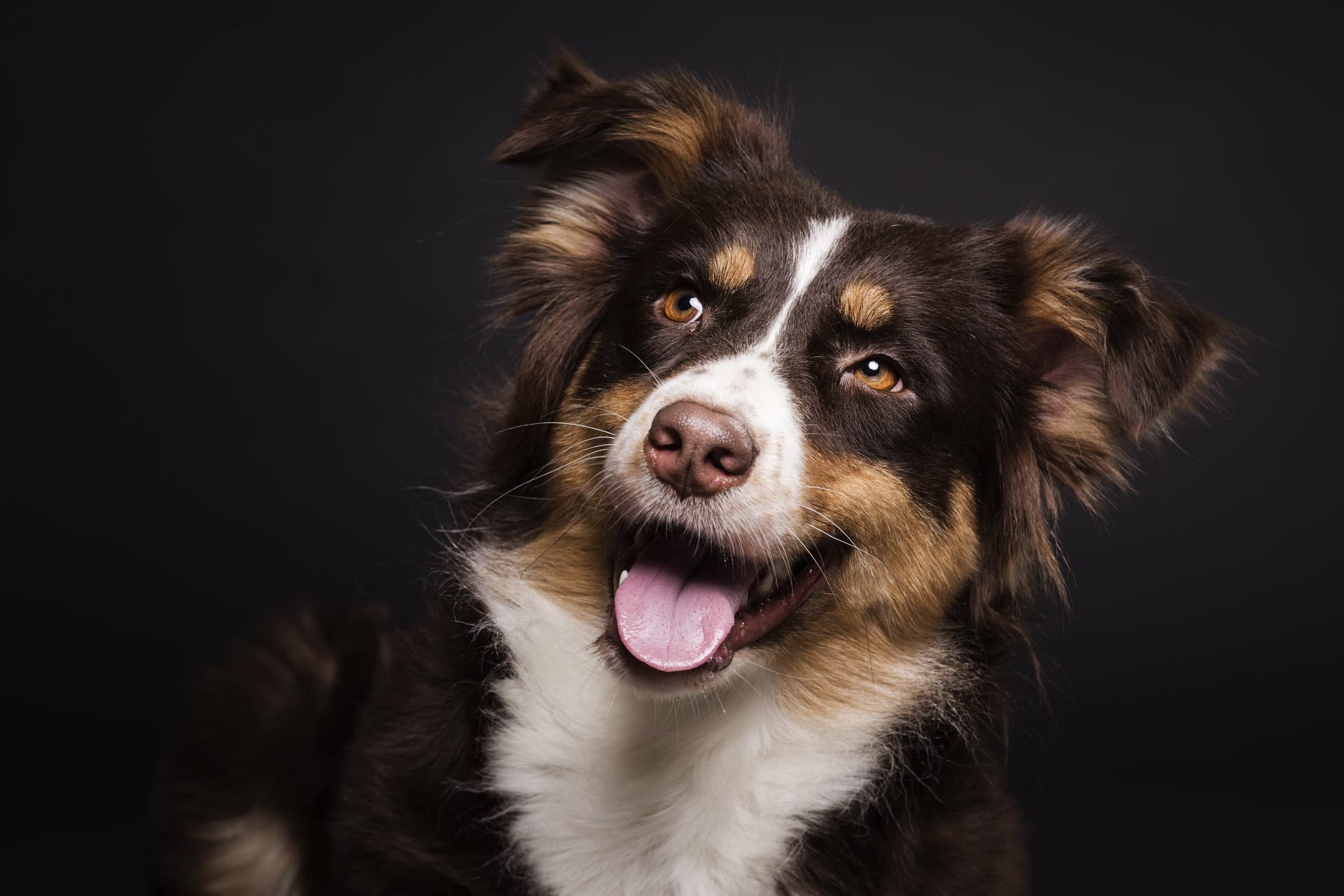An Australian Shepherd photographed head-on against a dark studio backdrop