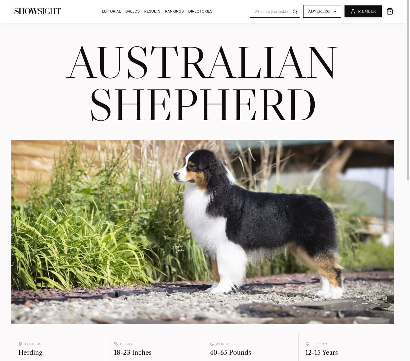 A Showsight breed page with a stacked black tri Australian Shepherd as the featured cover photo at the top