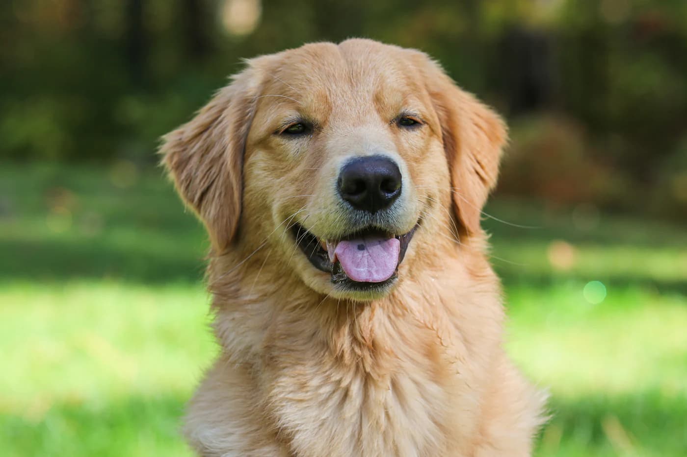 A Golden Retriever in long grass