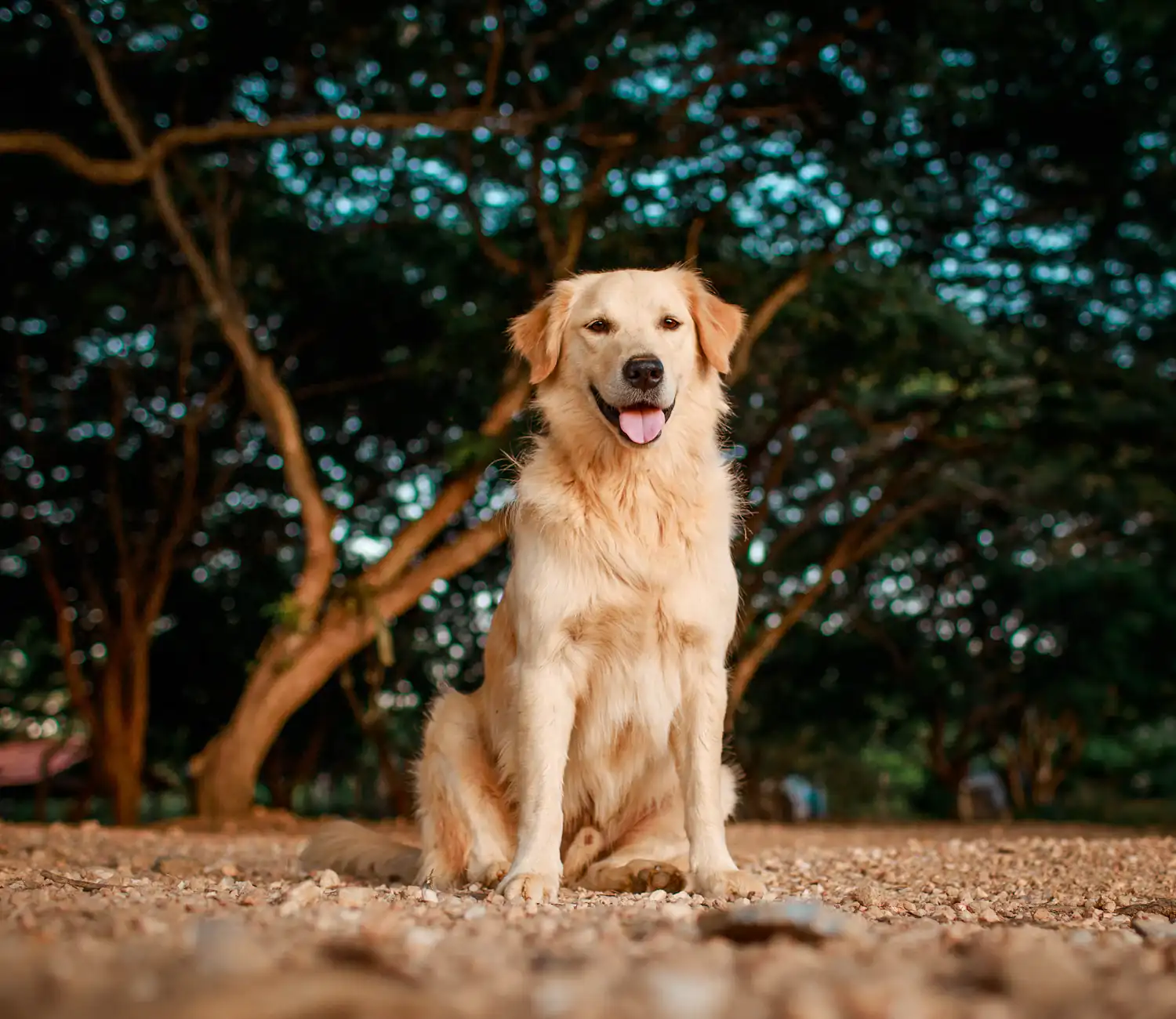 A Golden Retriever sitting on a tree-lined path