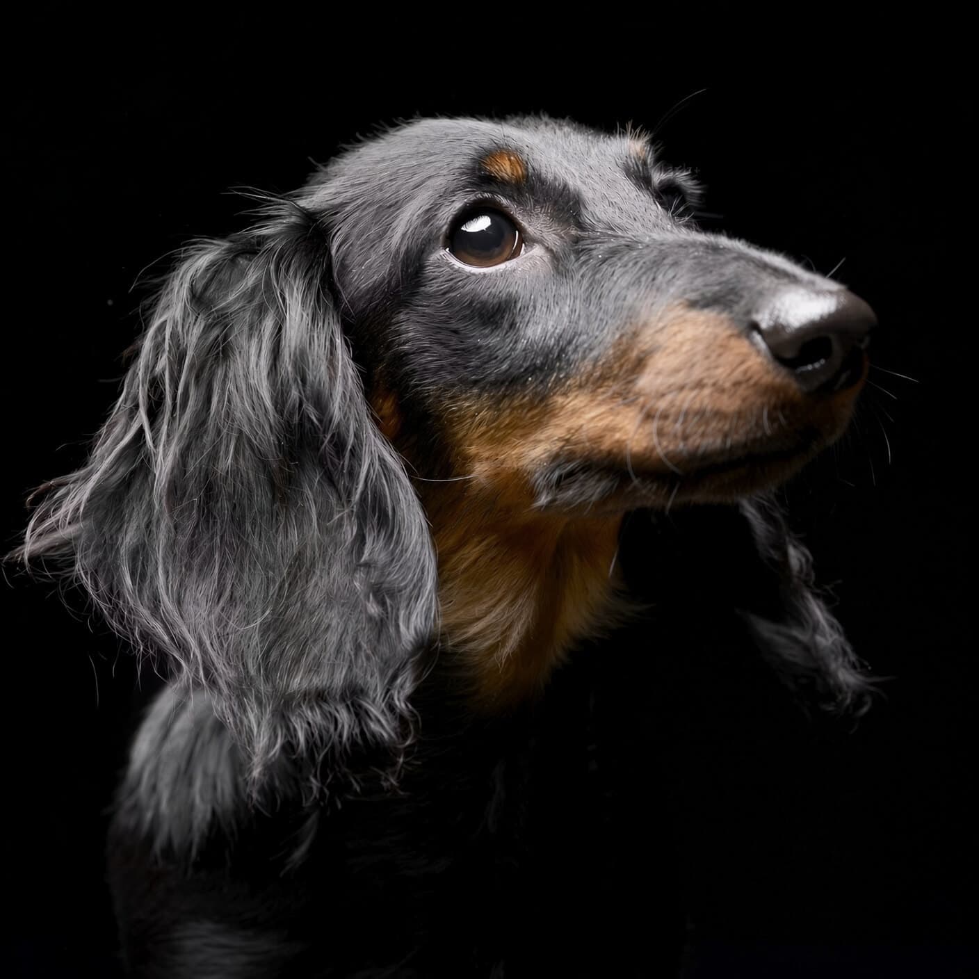 A long-haired dachshund in profile, looking up against a black backdrop