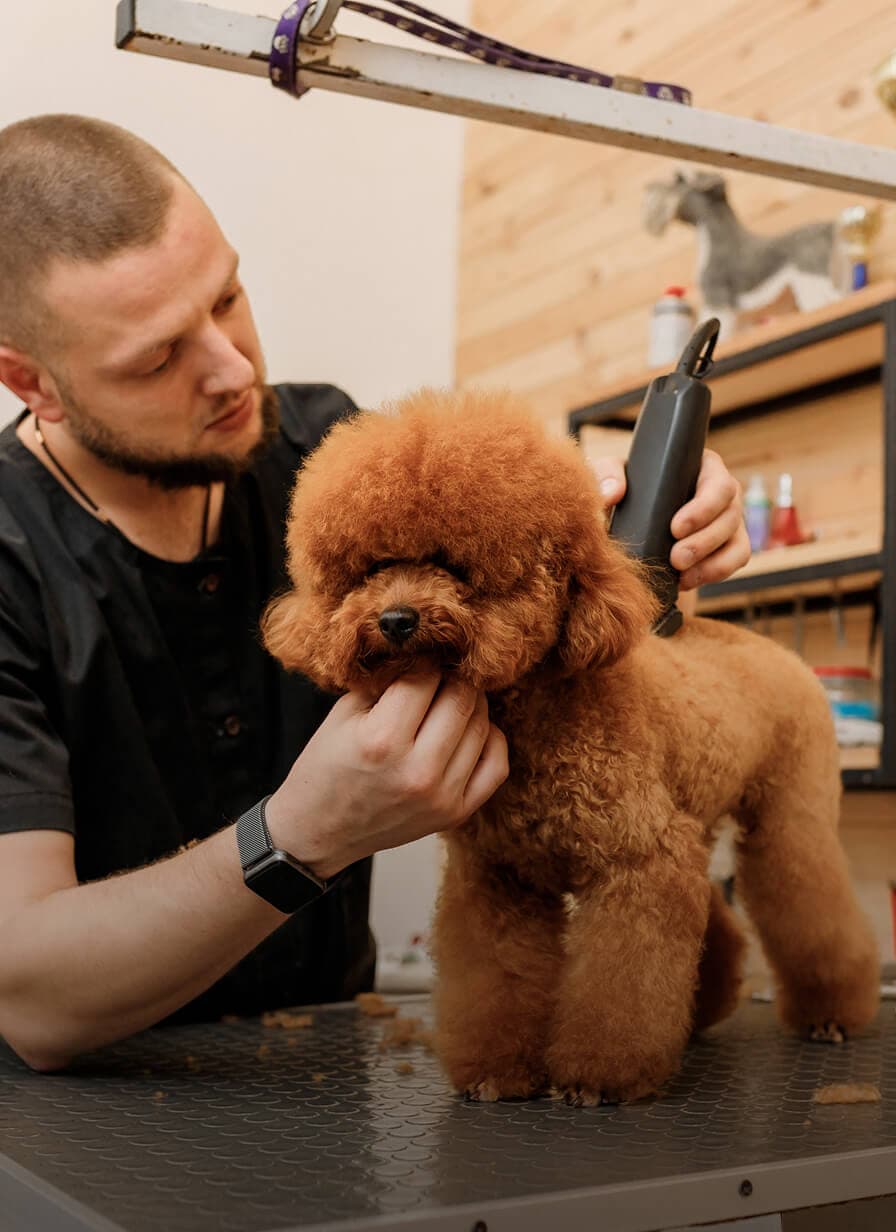 A groomer clipping a toy poodle on a grooming table
