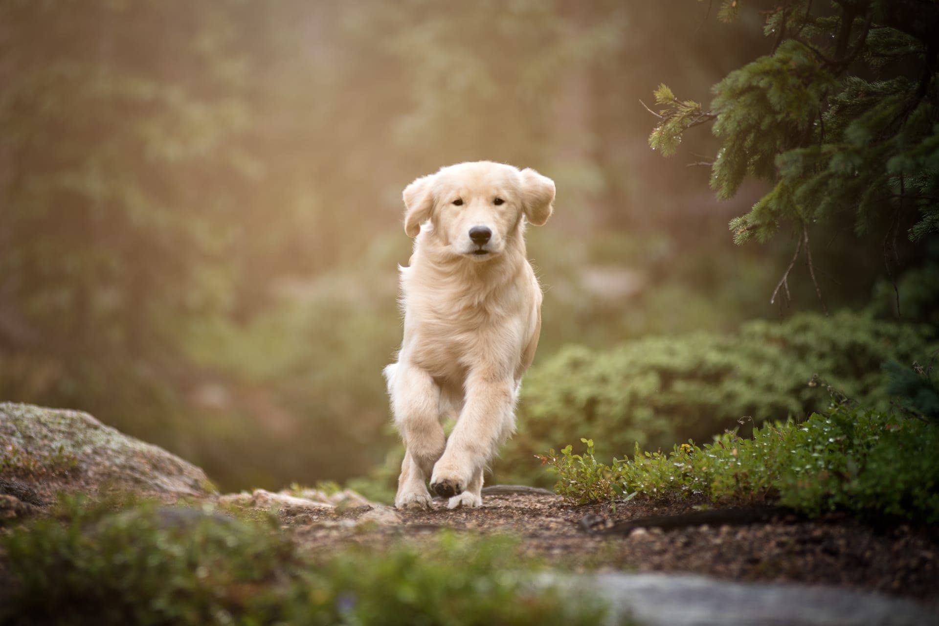A golden retriever running towards the camera along a forest trail in soft morning light