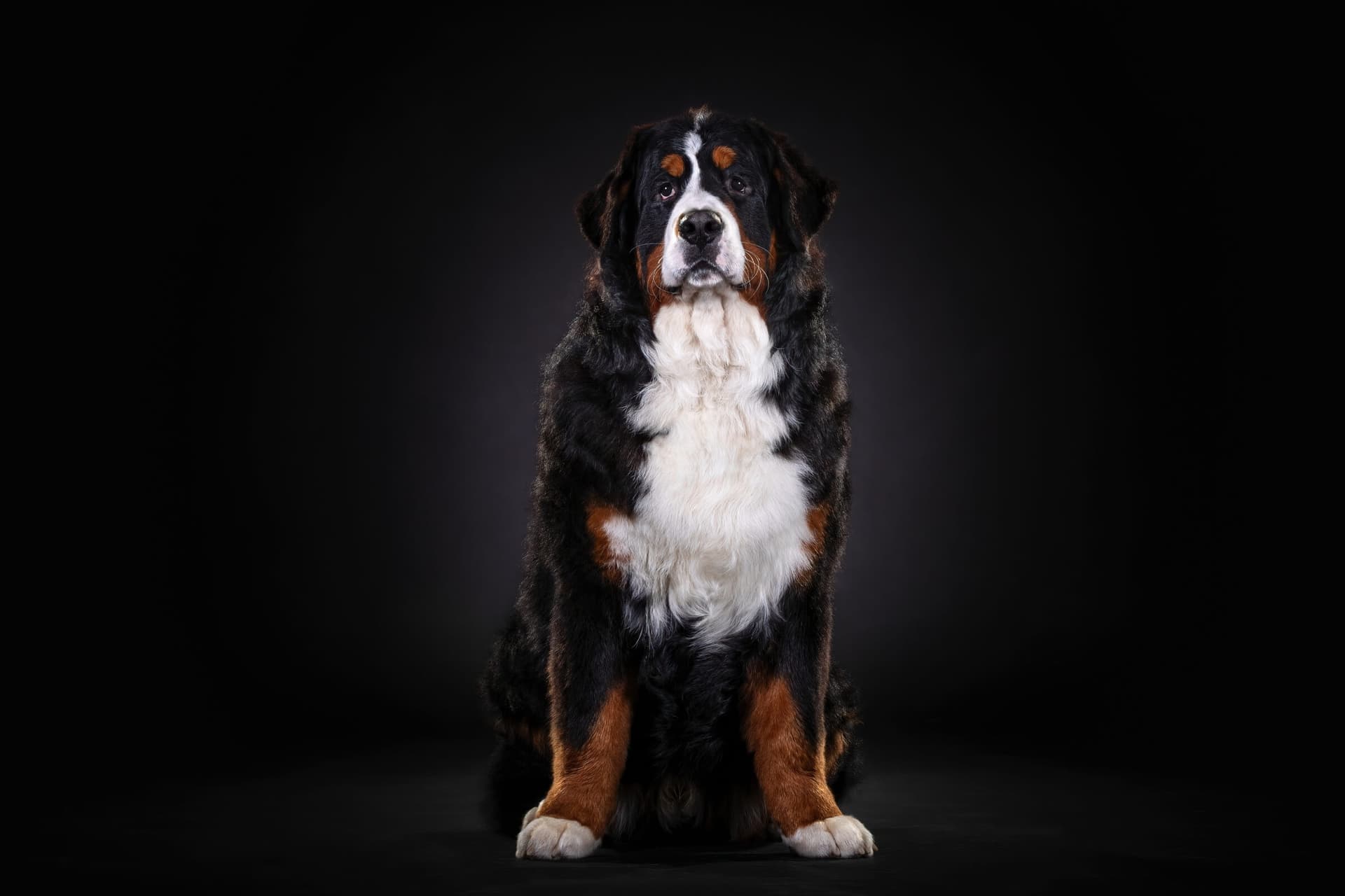 A Bernese Mountain Dog sitting for a studio portrait against a black backdrop
