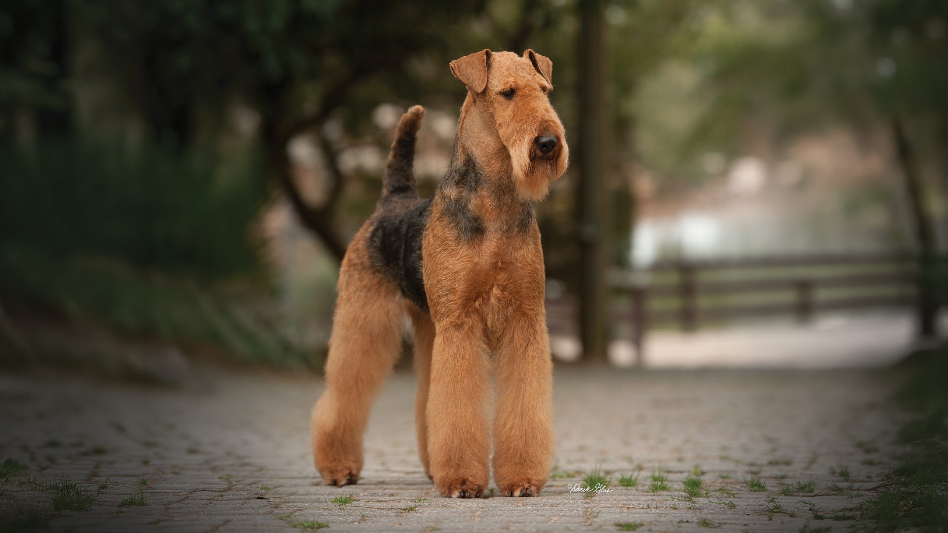 Airedale Terrier