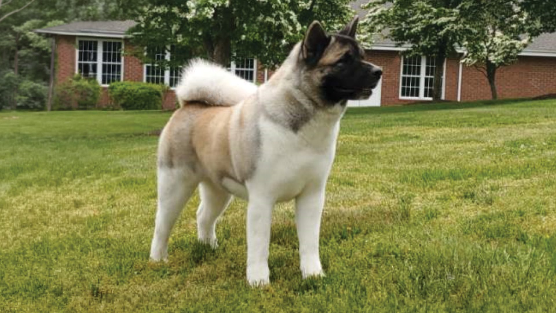 Akita