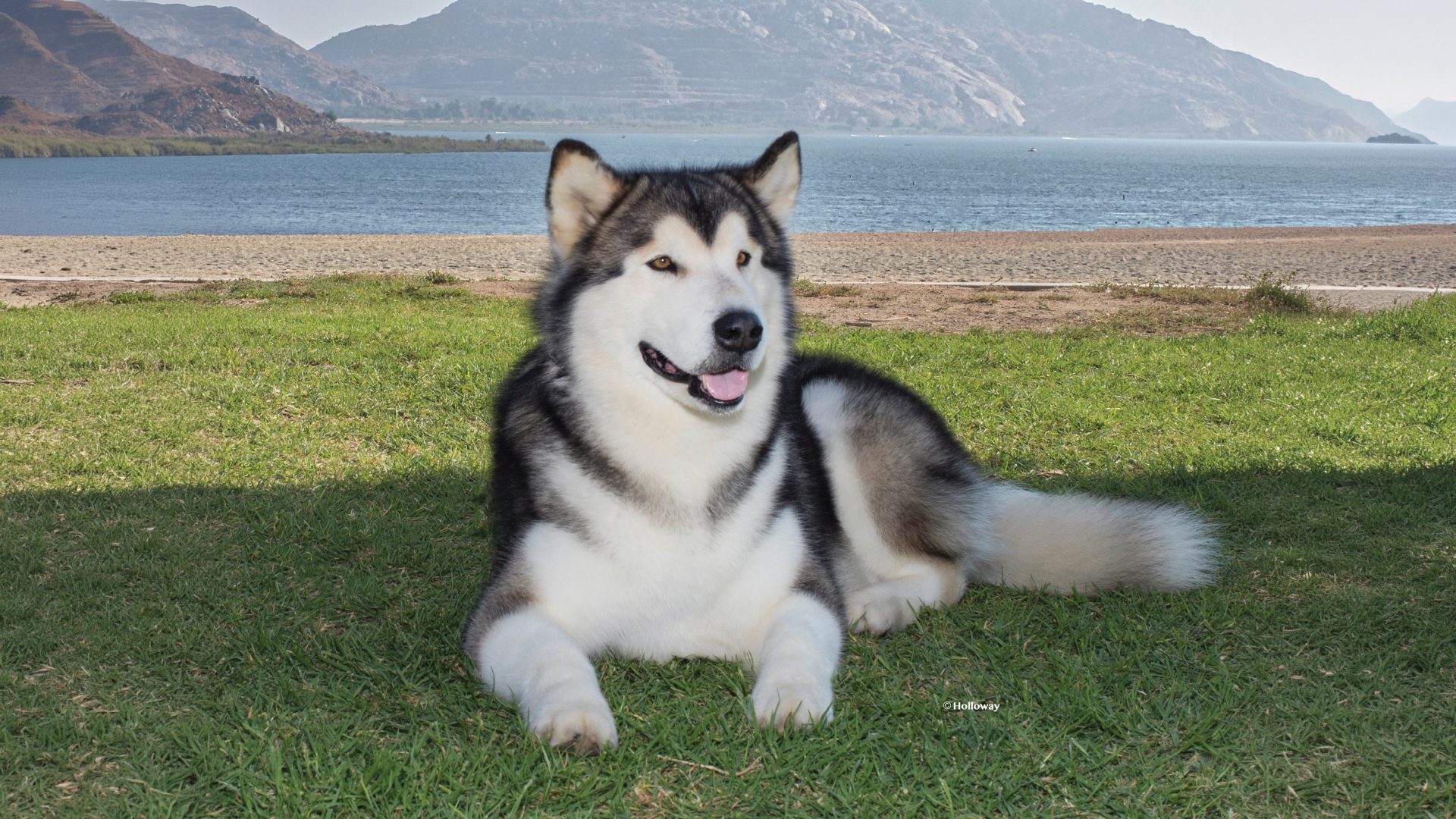 Alaskan Malamute
