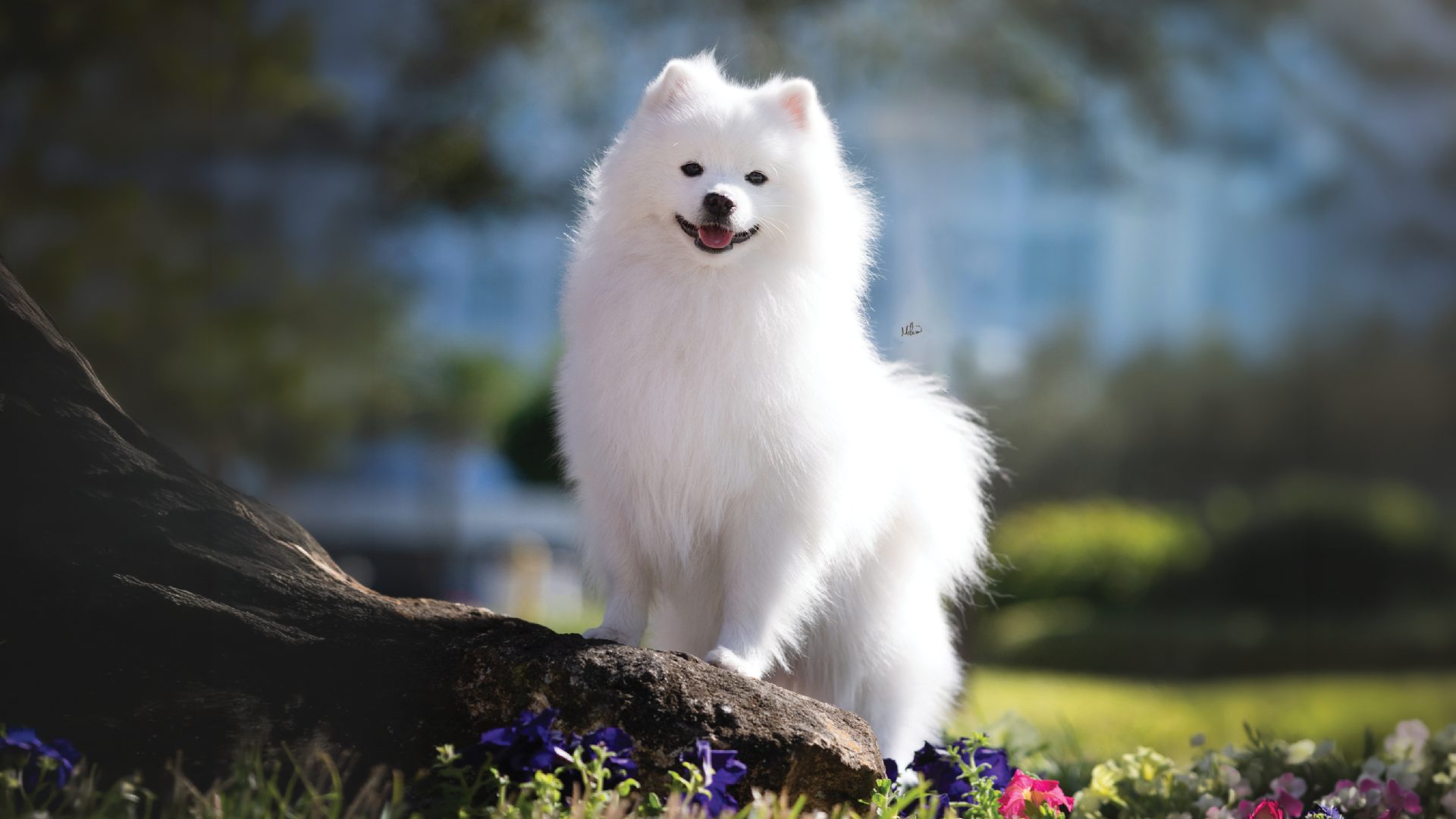 American Eskimo Dog