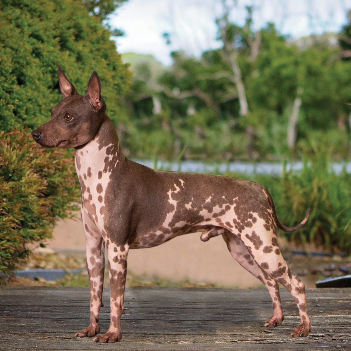 American Hairless Terrier