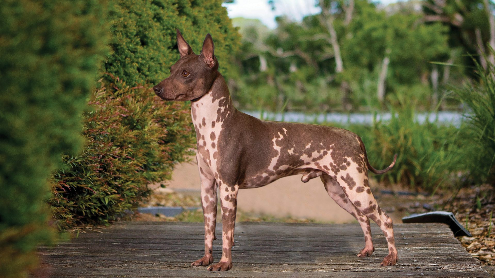 American Hairless Terrier