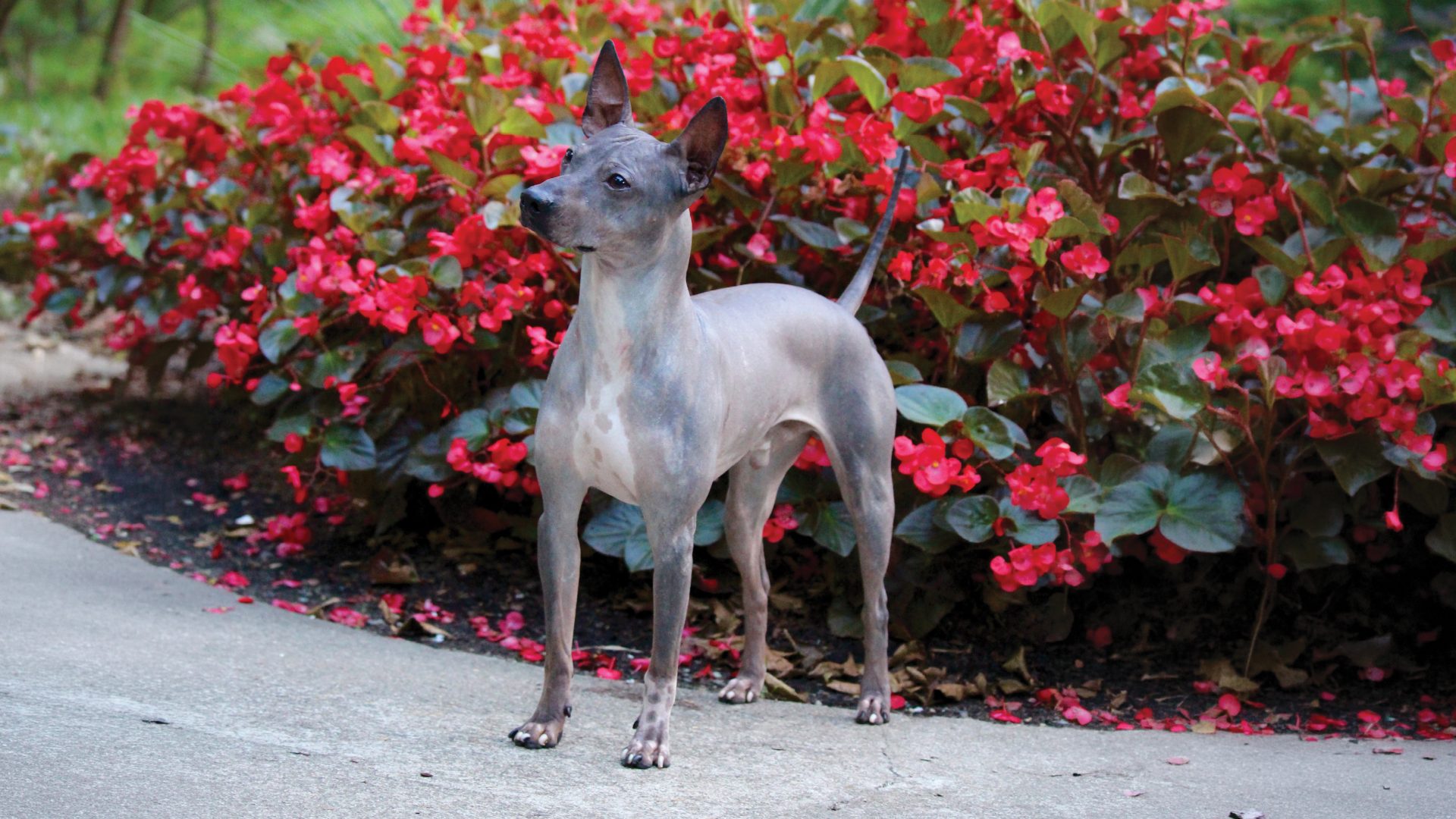 American Hairless Terrier