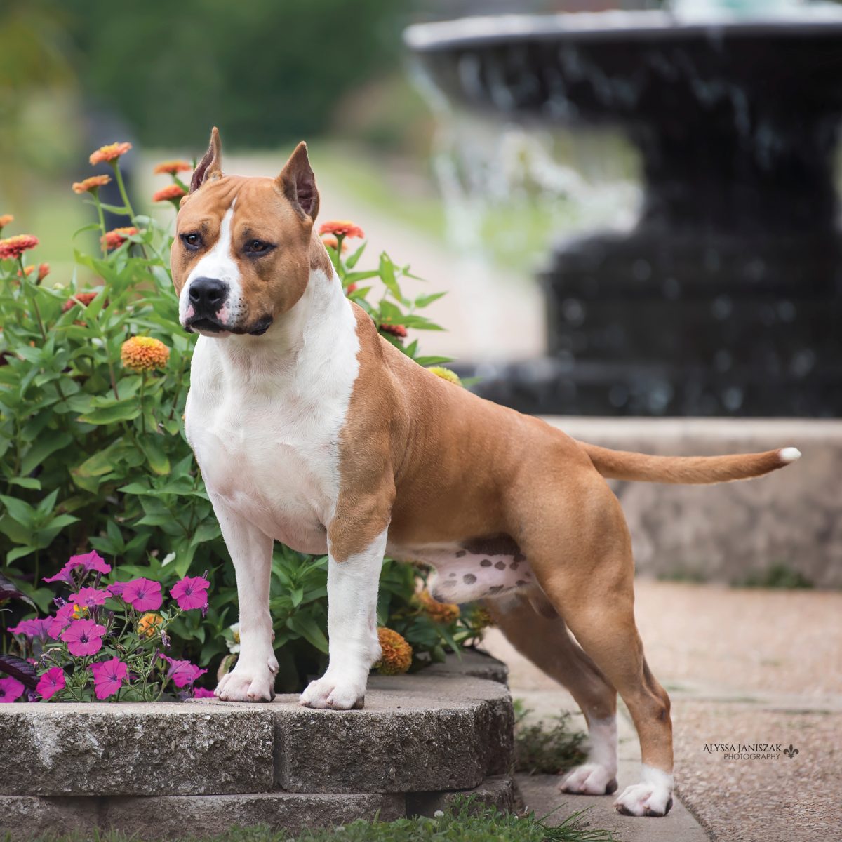 American Staffordshire Terrier