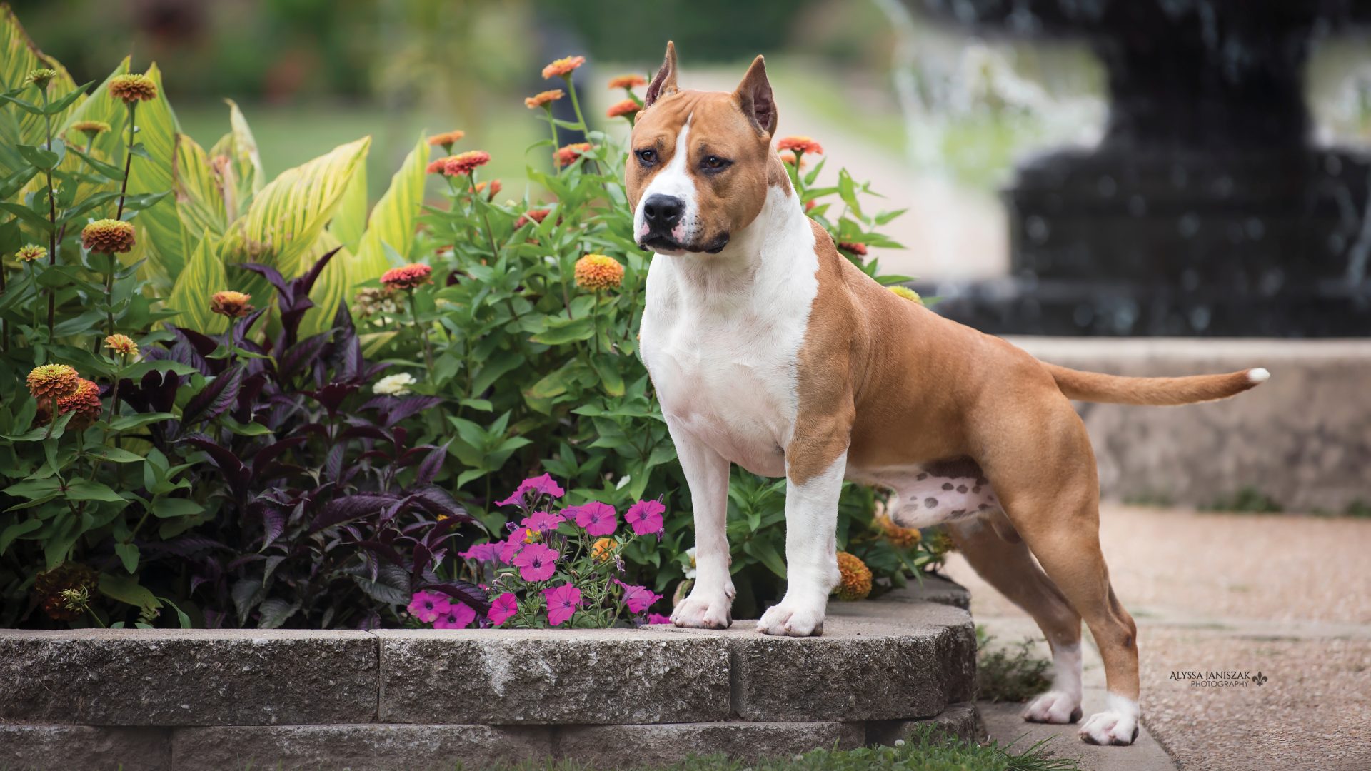 American Staffordshire Terrier