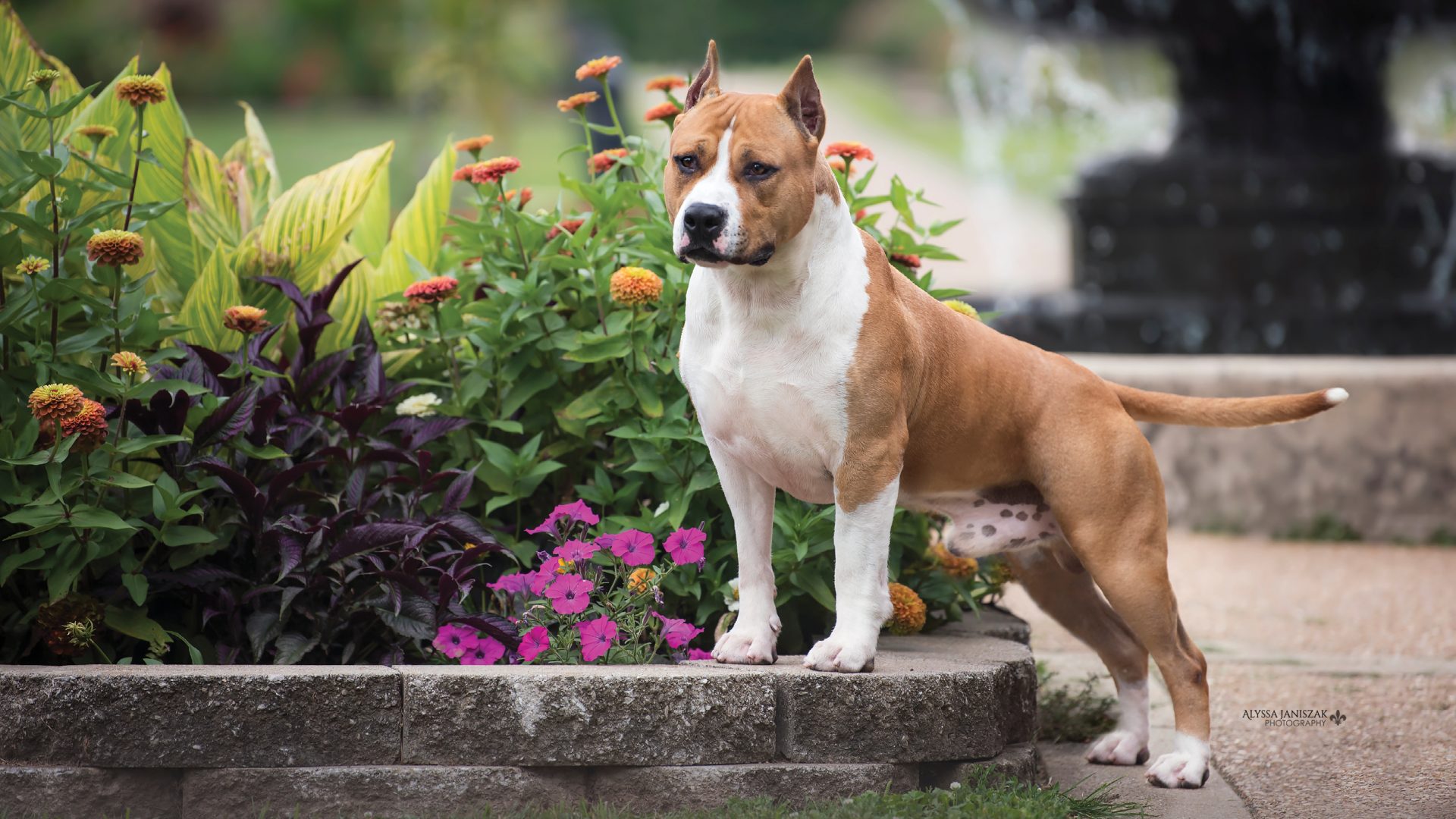 American Staffordshire Terrier