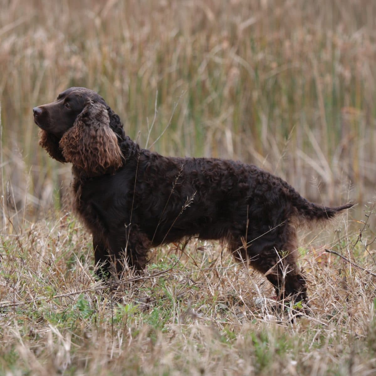 American Water Spaniel