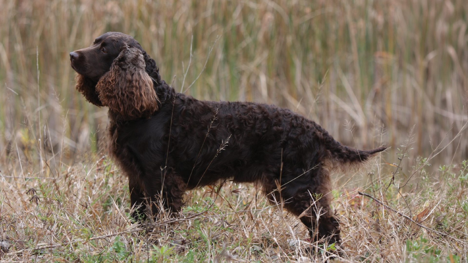American Water Spaniel