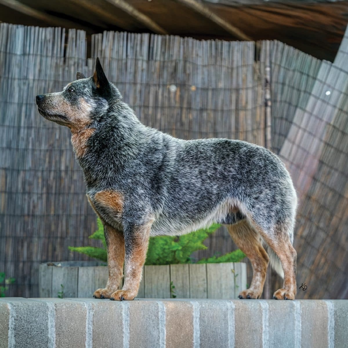 Australian Cattle Dog