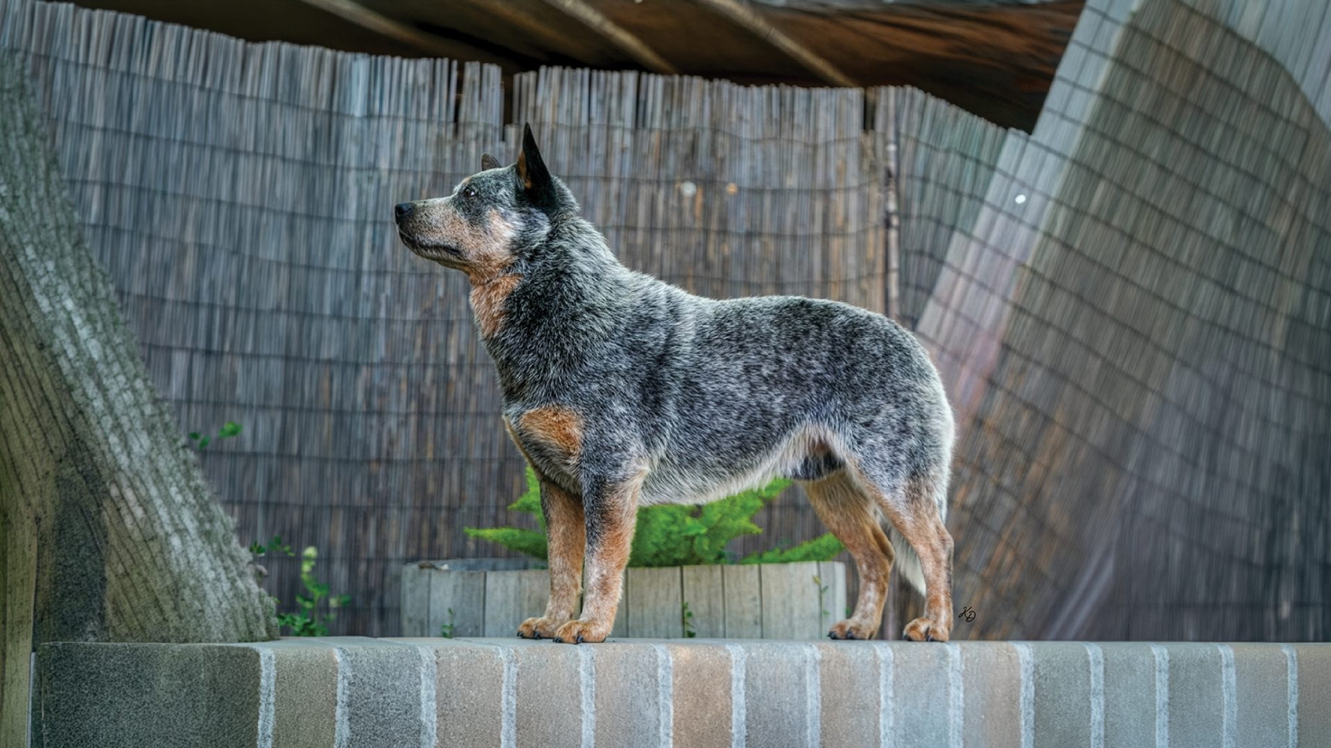 Australian Cattle Dog