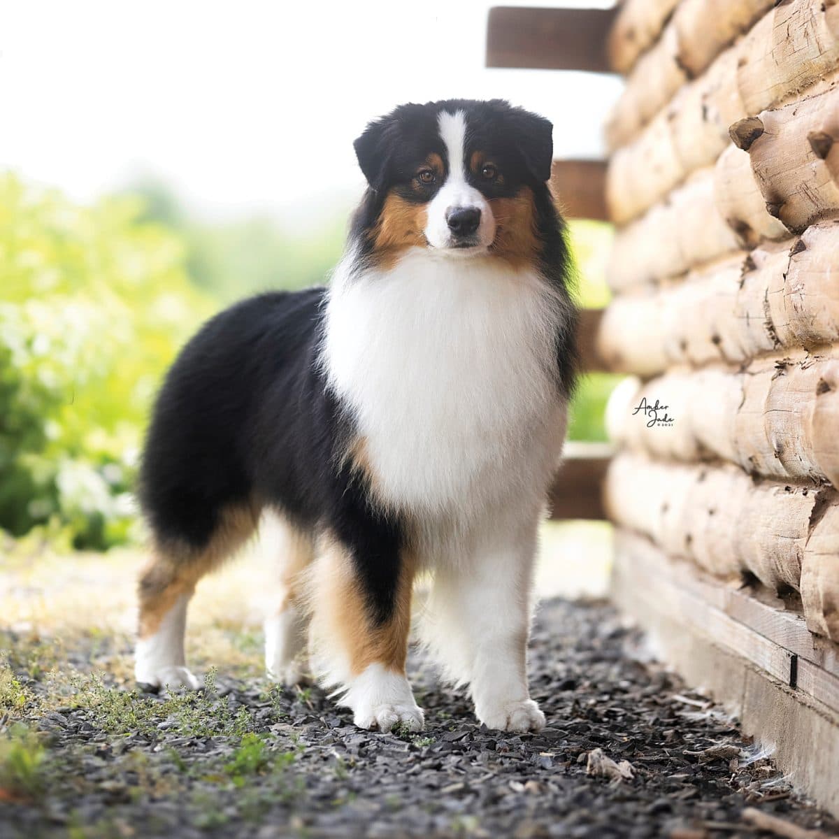 Australian Shepherd