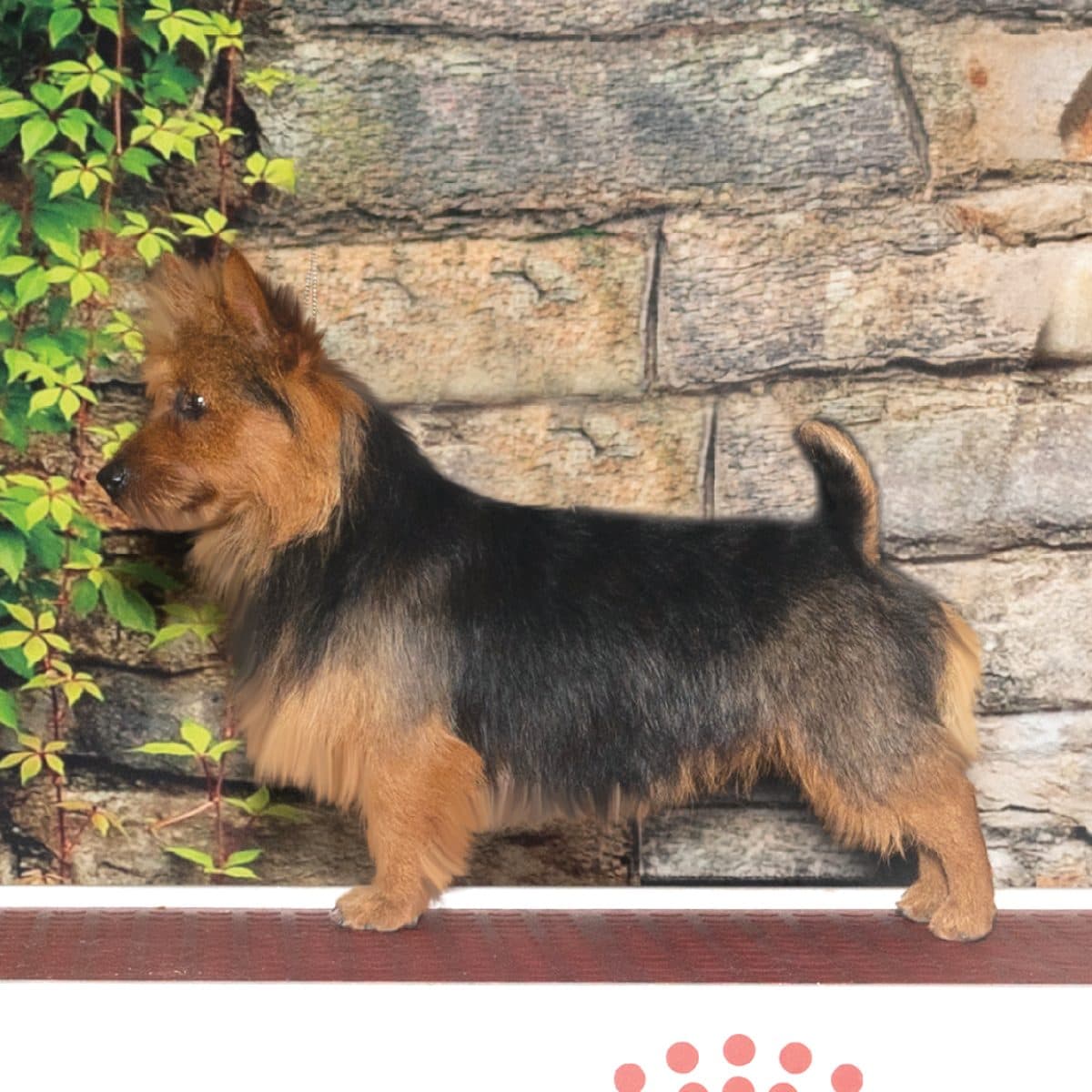 Australian Terrier