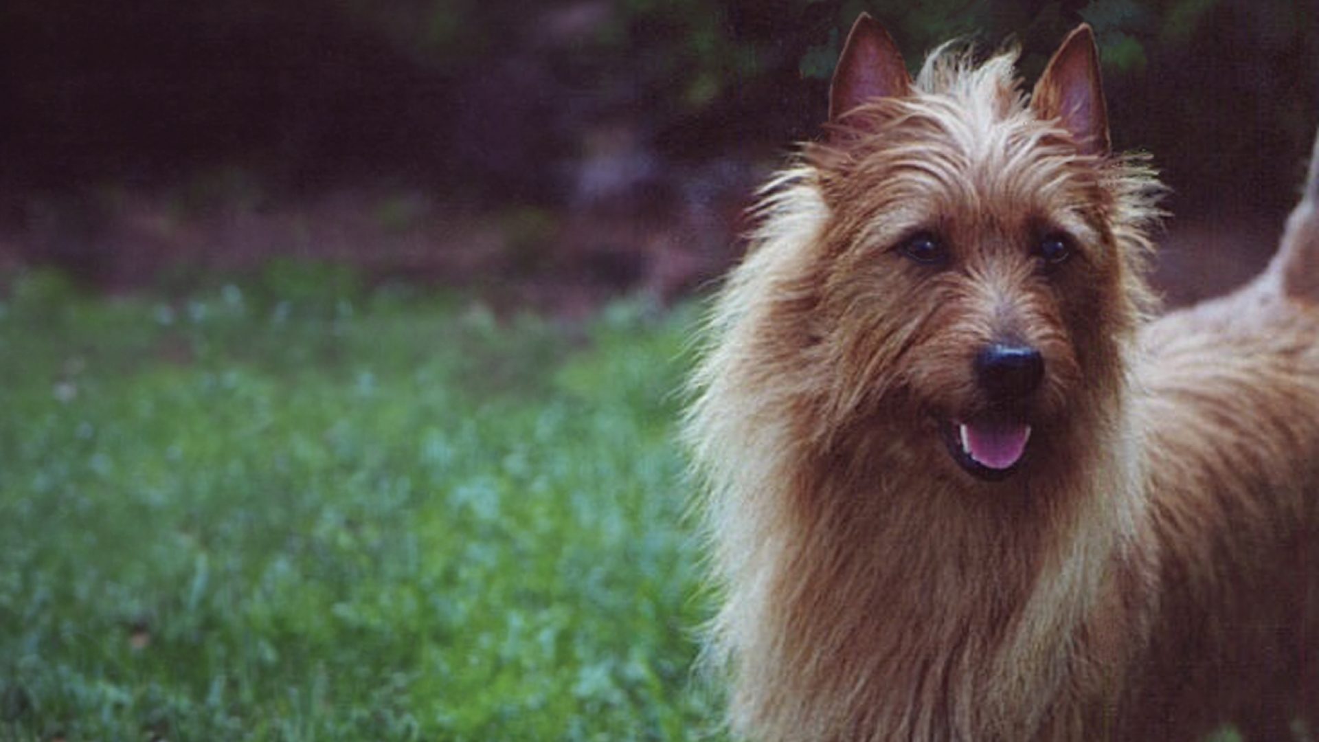 Australian Terrier