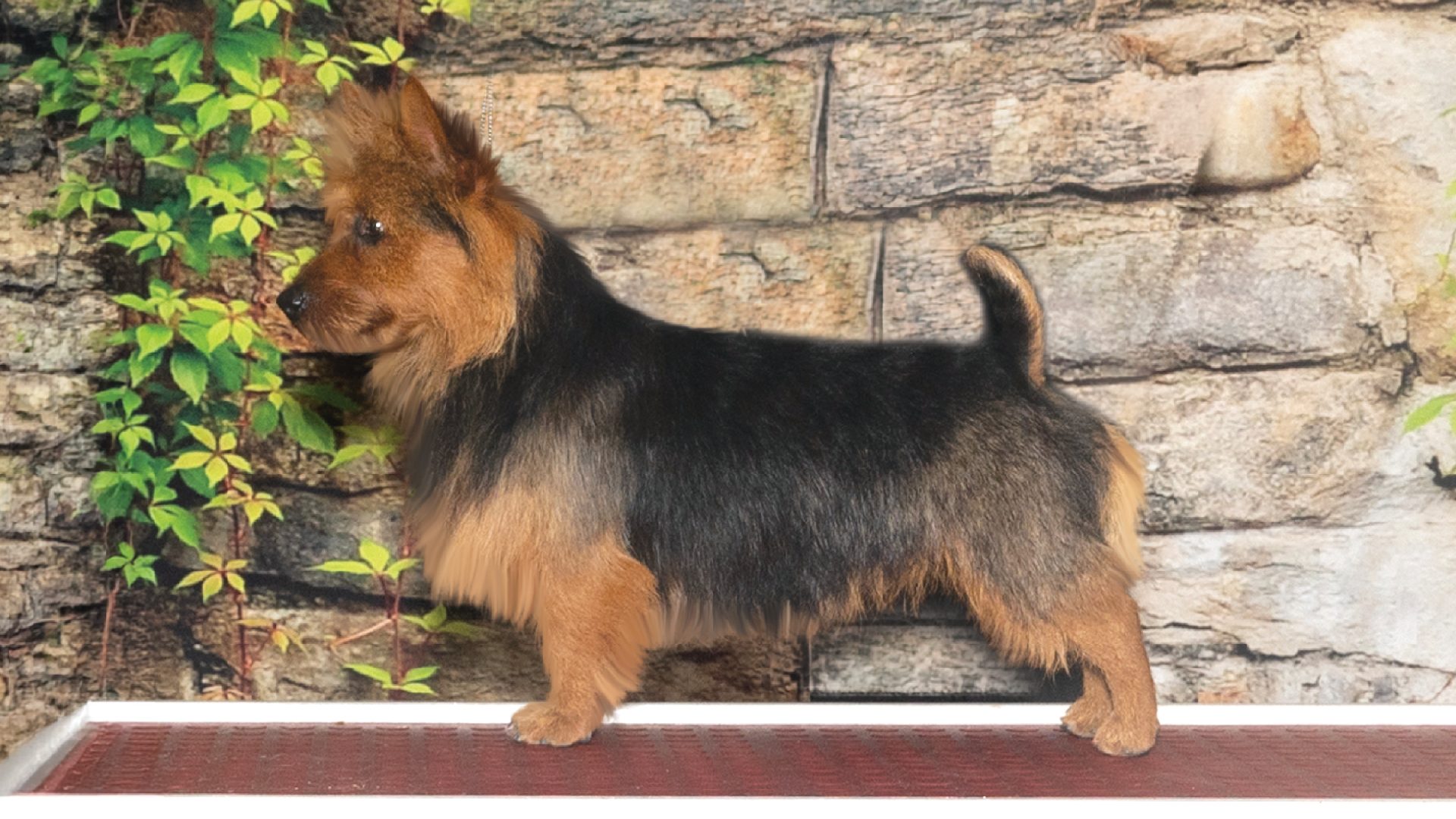 Australian Terrier